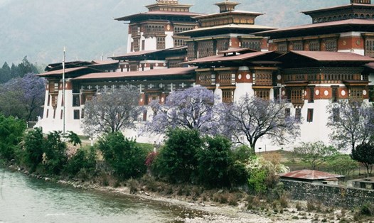 Pháo đài Punakha mùa phượng tím. Ảnh: Tâm Bùi