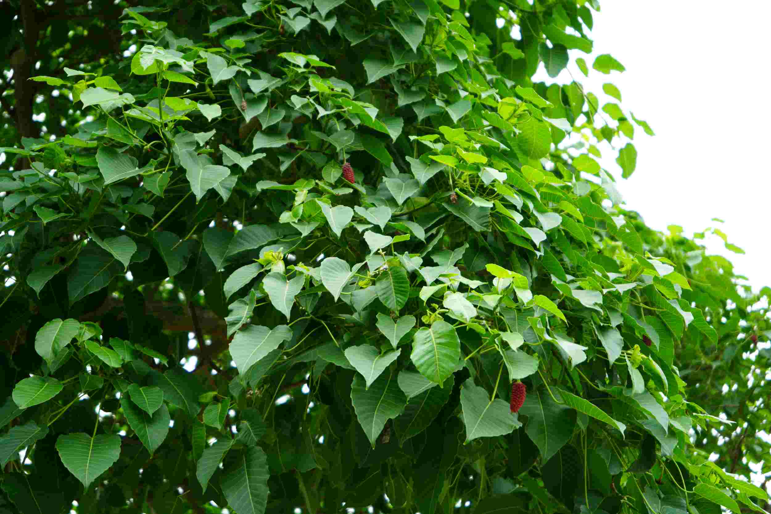 Lá cây xanh mướt có dạng hình tim, hoa màu đỏ thường nở vào mùa hè. Tán cây tỏa bóng mát che cho cổng đình Vũ Xá và sân sinh hoạt chung của người dân địa phương. 