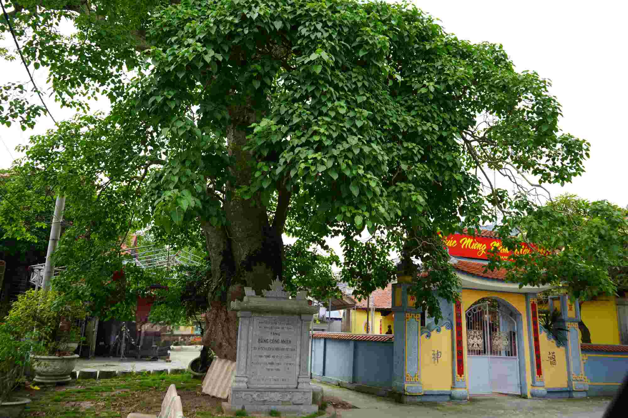 Cây Đinh Trống ở khu dân cư Vũ Xá, phường Ái Quốc (TP.Hải Dương) đến nay có tuổi đời hơn 200 năm tuổi. 