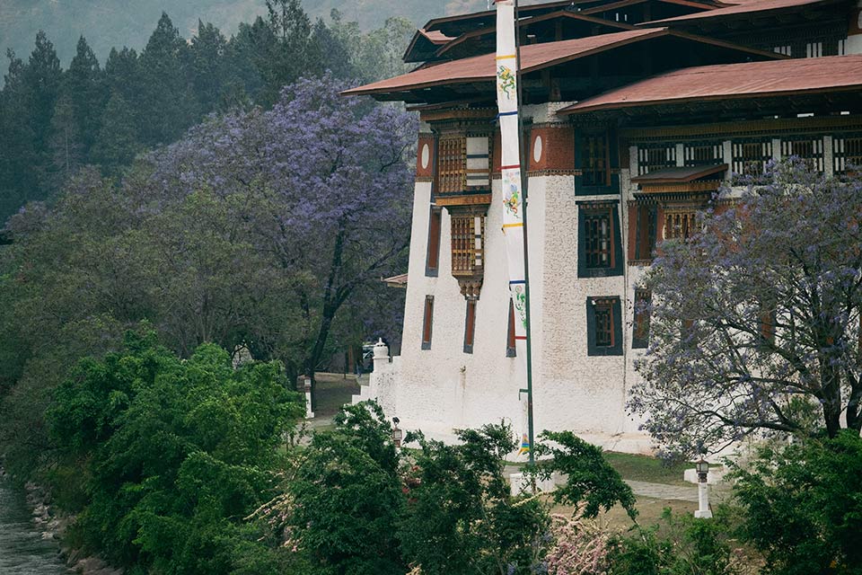 Thời điểm Tâm Bùi đến Bhutan trùng mùa hoa phượng tím. Một trong những địa điểm ngắm hoa phượng tím đẹp nhất là pháo đài Punakha.