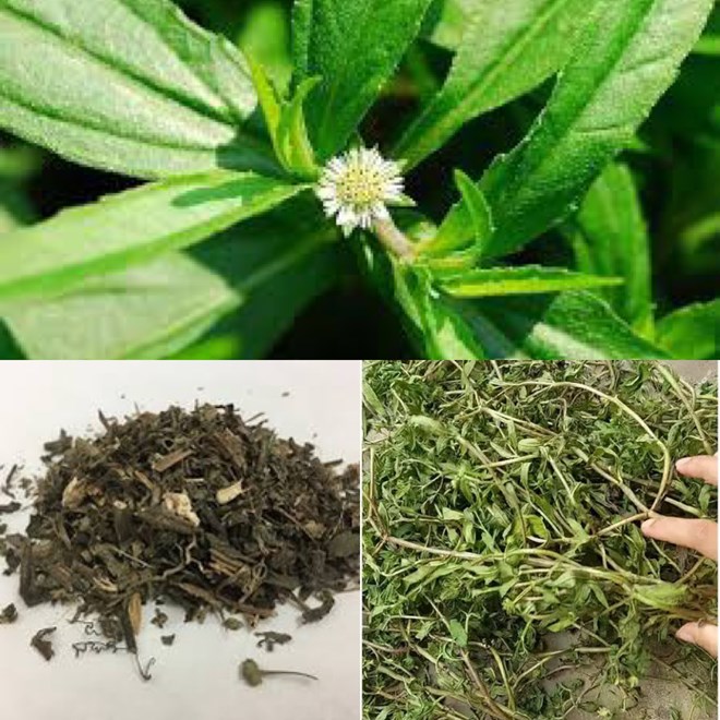 Cỏ nhọ nồi - dược liệu có tác dụng bảo vệ gan, phòng loãng xương, thải độc tế bào... Đồ họa: Hương Giang