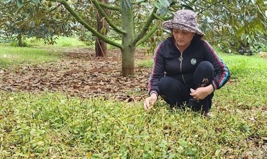 Vườn sầu riêng của một người dân địa bàn huyện Krông Pắk, tỉnh Đắk Lắk bị kẻ gian phá hoại khi chưa thu hoạch. Ảnh: Bảo Trung