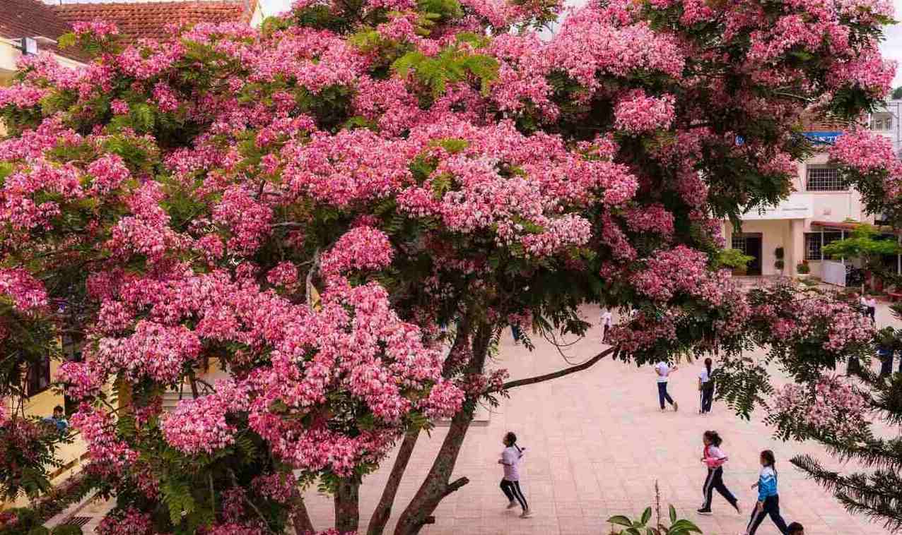 Đến du lịch Đà Lạt vào mùa hè, du khách được ngắm màu hoa ngọt ngào mùa hoa phượng hồng rực rỡ.