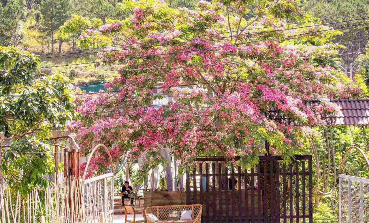 Những ngày cuối tháng 5, đầu tháng 6, Đà Lạt đón mùa phượng hồng bung nở rực rỡ khắp nơi.