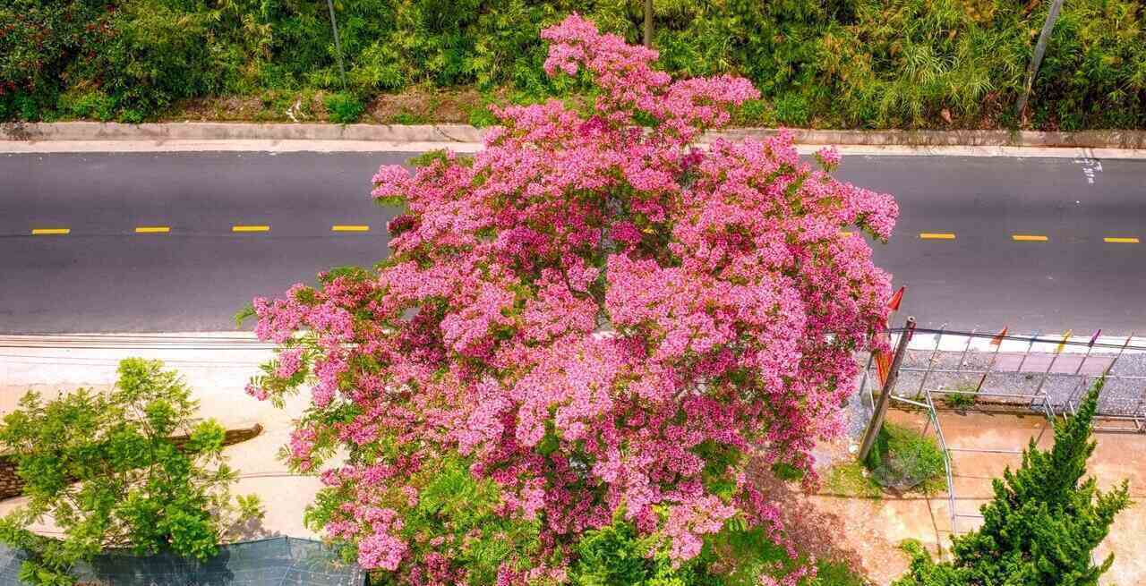 Những cây phượng hồng ở Đà Lạt được trồng cách đây từ khoảng 10 đến 20 năm, đến nay đã đạt đủ độ lớn với tán cây rộng hoa nở đều và thân cao từ 10 đến 20m. 