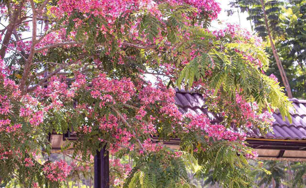 Mùa phượng hồng Đà Lạt luôn luôn khiến du khách say mê bởi vẻ đẹp của loài hoa lãng mạn, dịu dàng này. 
