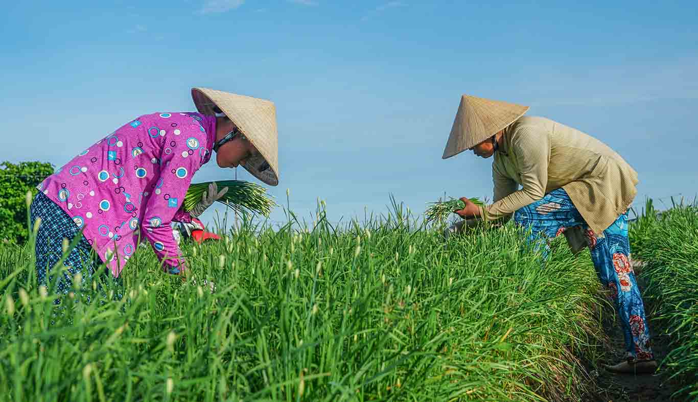 Vào sáng sớm hay chiều tối đến các đồng rẫy tại xã Đại Tâm, Tham Đôn của huyện Mỹ Xuyên dễ dàng bắt gặp bà con nông dân thu hoạch bông hẹ. 