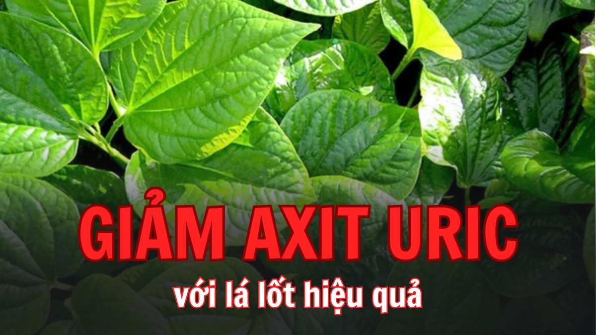 Lá lốt góp phần giảm axit uric khá hiệu quả. Đồ hoạ: Thuỳ Dung