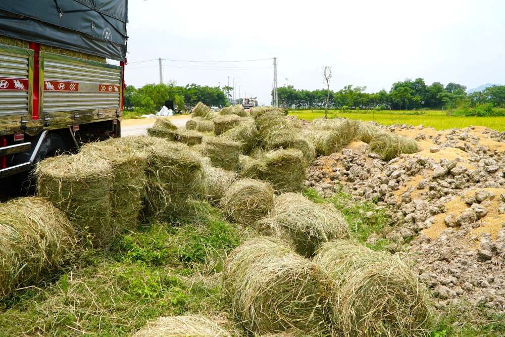 Kiếm tiền triệu mỗi ngày nhờ thu hoạch rơm rạ vứt chổng trơ trên đồng ruộng