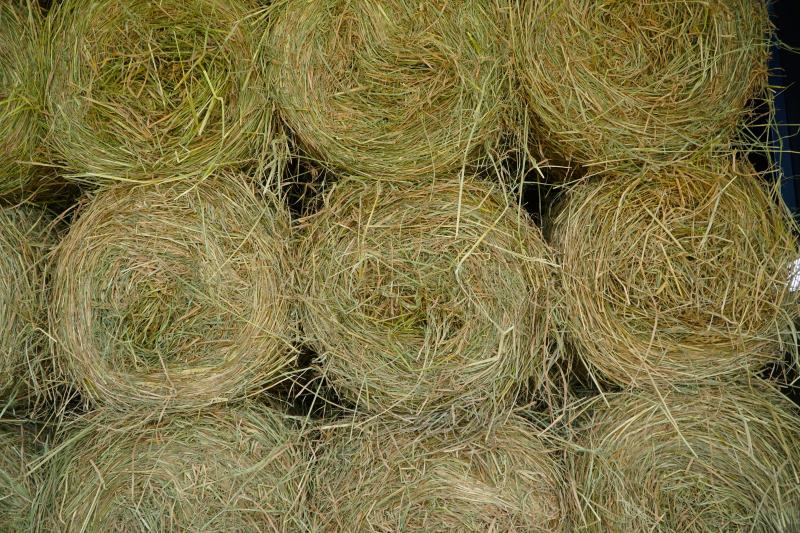 Kiếm tiền triệu mỗi ngày nhờ thu hoạch rơm rạ vứt chổng trơ trên đồng ruộng