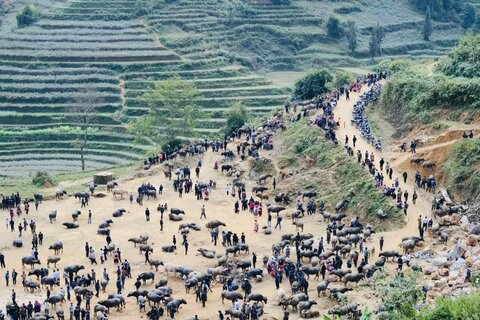 Chợ trâu. Ảnh: Nguyễn Tuấn Khoa