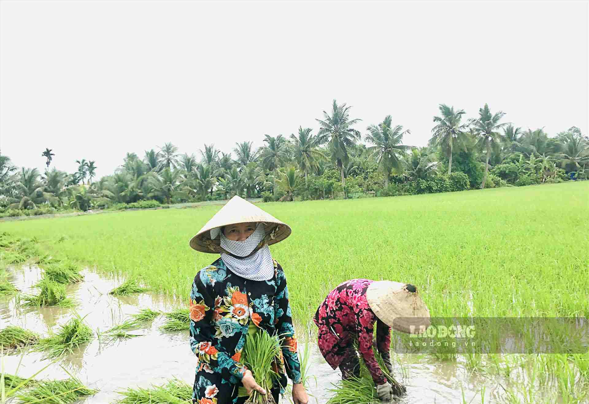 Nữ công nhân Nguyễn Thị Đến kiếm thêm thu nhập từ công việc giặm lúa thuê. Ảnh: Bích Ngọc