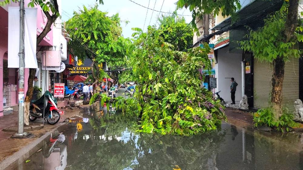 “Nhìn các cây xanh bật gốc quá nguy hiểm, lần sau mưa kèm gió mạnh như thế này chắc tôi không dám ra đường nữa, sợ bị cây ngả bất chợt khi đang di chuyển sẽ ảnh hưởng đến tính mạng”, chị Trâm lo ngại.