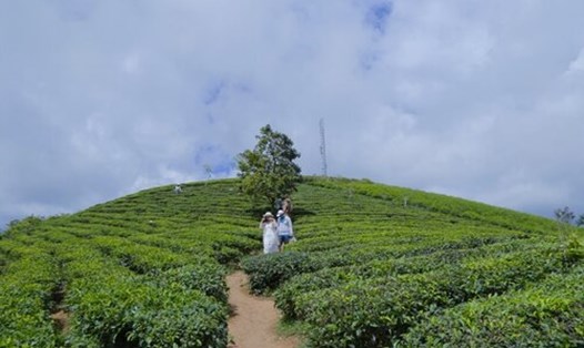 Đề xuất triển khai mô hình kinh tế đêm tại đồi chè Cầu Đất. Ảnh: Hữu Long