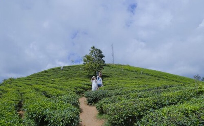 Đề xuất triển khai mô hình kinh tế đêm tại đồi chè Cầu Đất. Ảnh: Hữu Long