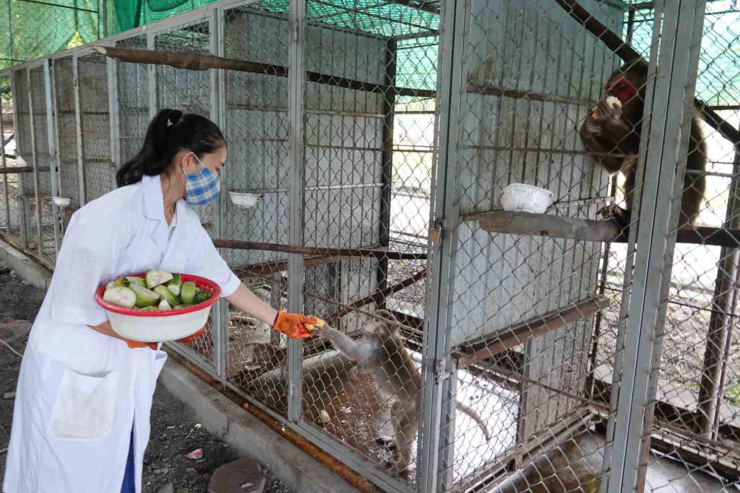 Nhân viên Vườn Quốc gia Vũ Quang cho khỉ ăn. Ảnh: Trần Tuấn.