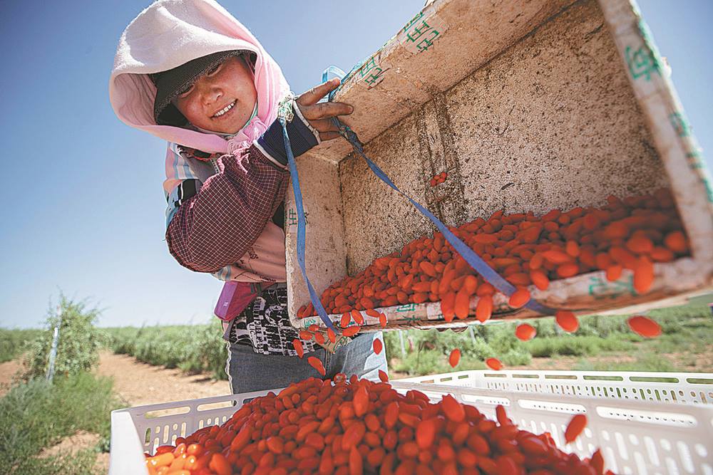 Bạn có thể mua kỷ tử về làm quà khi ghé thăm Vườn kỷ tử ở Ninh Hạ. Nơi đây là quê hương của quả kỷ tử. Với lịch sử hơn 500 năm, quả kỷ tử có màu sắc tươi sáng, kích thước lớn, vỏ mỏng, thịt dày, ít hạt, vị ngọt và thượng hạng về chất lượng.