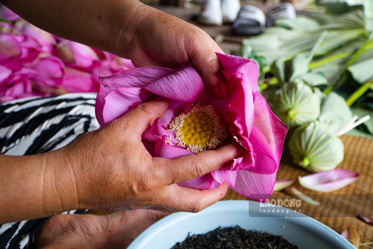 Sen sau khi hái sẽ được tách cánh, lọc lấy gạo sen – những hạt nhỏ li ti, màu trắng đục, túi hương của sen. 