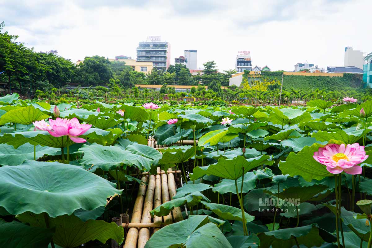 Sen Tây Hồ là loại sen nổi tiếng của vùng Tây Hồ, Hà Nội. Với bông lớn, màu hồng tươi và hương thơm nhẹ, sen Tây Hồ trở thành biểu tượng văn hóa Hà Nội.