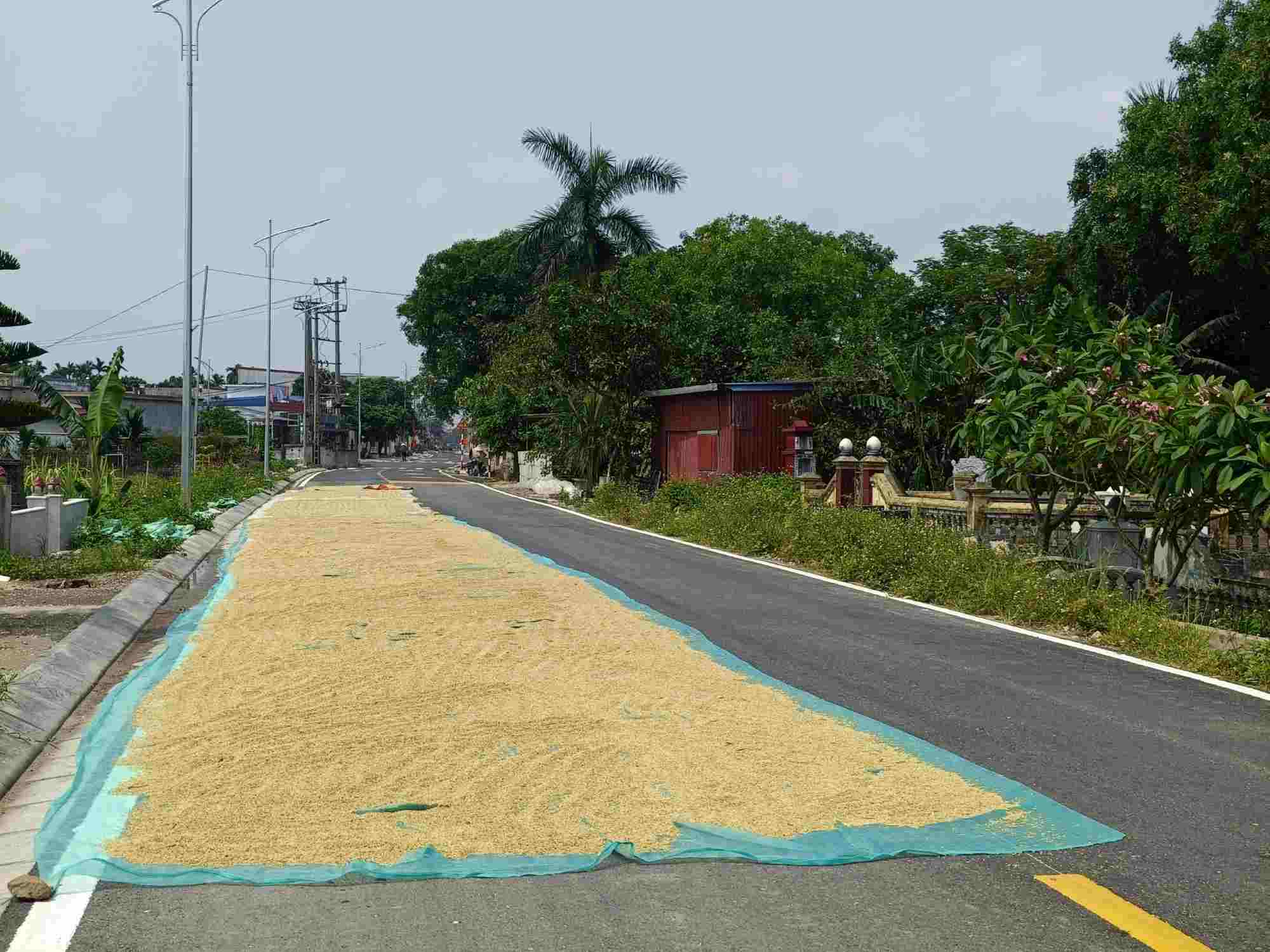 Người dân phơi thóc lúa chiếm quá nửa lòng đường ở Hải Phòng. Ảnh: Hoàng Khôi