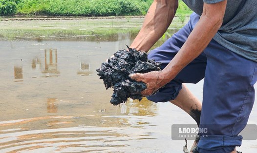 Đất nhiễm mặn ảnh hưởng đến 2 vụ lúa tại xã Liên Vị, thị xã Quảng Yên, Quảng Ninh. Ảnh: Đoàn Hưng