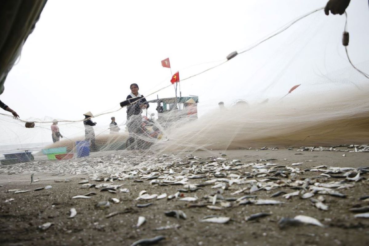 Đánh bắt đúng quy định đem lại nguồn lợi lớn cho ngư dân. Ảnh: Quách Du