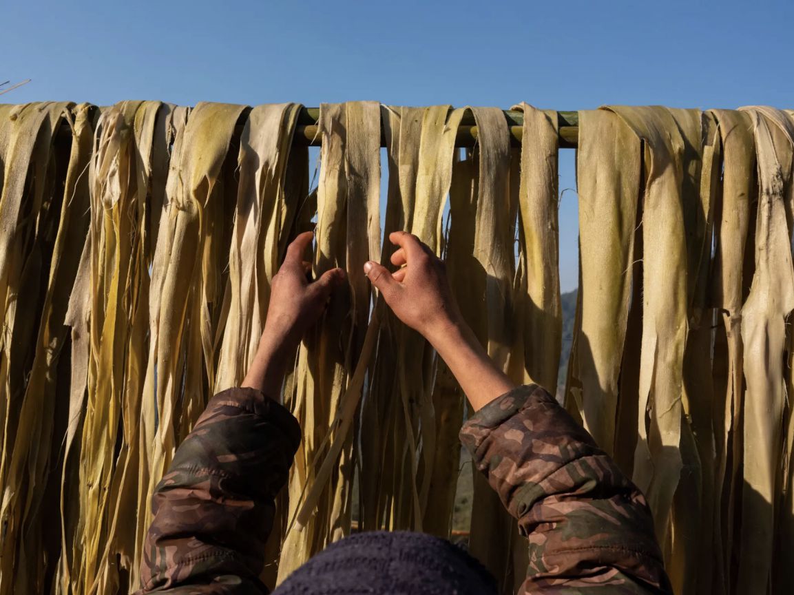 Nông dân Nepal thu hoạch vỏ cây argeli. Ảnh: New York Times