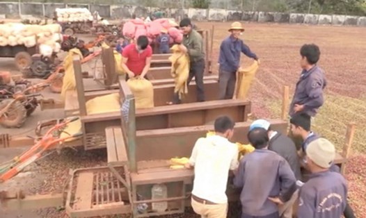 Công đoàn Công ty TNHH MTV Cà phê Việt Đức phối hợp tuyên truyền để người lao động đảm bảo an toàn vệ sinh lao động. Ảnh: CĐN