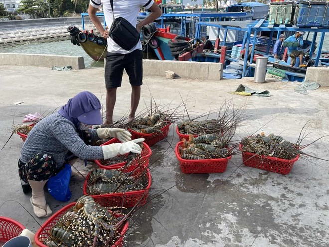 Người nuôi lao đao bởi tôm hùm bông chết hàng loạt. Ảnh: Hữu Long