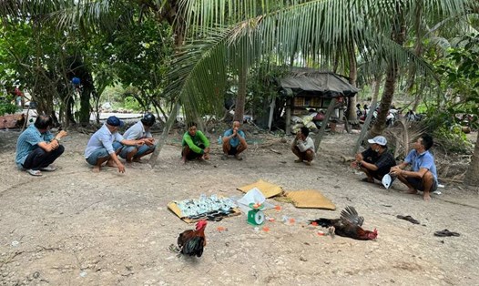 Công an Vĩnh Long bắt quả tang 8 đối tượng đá gà tại huyện Vũng Liêm. Ảnh: Công an cung cấp