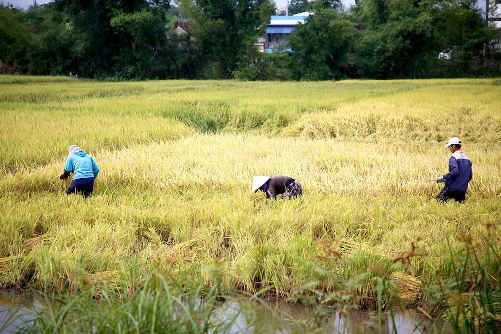 Người dân tranh thủ ra gặt những diện tích lúa bị ngã đổ do mưa lớn. Ảnh: Công Sáng