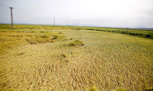 Mưa lớn khiến nhiều diện tích lúa của người dân ở Quảng Bình bị ngã đổ. Ảnh: Công Sáng