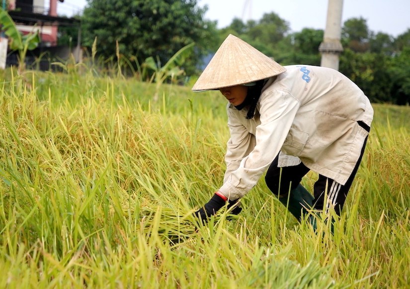 Chị Trần Thị Huyên đang gặt những khóm lúa bị ngã đổ xen giữa những vạt vẫn còn đứng vững. Ảnh: Công Sáng