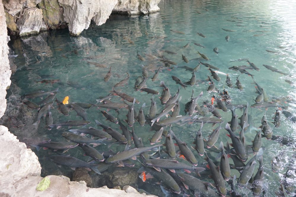 Du khách tới suối cá thần để được chiêm ngưỡng đàn “cá thần” bơi lội tung tăng ngay cạnh khu đền Nước. Ảnh: Quách Du