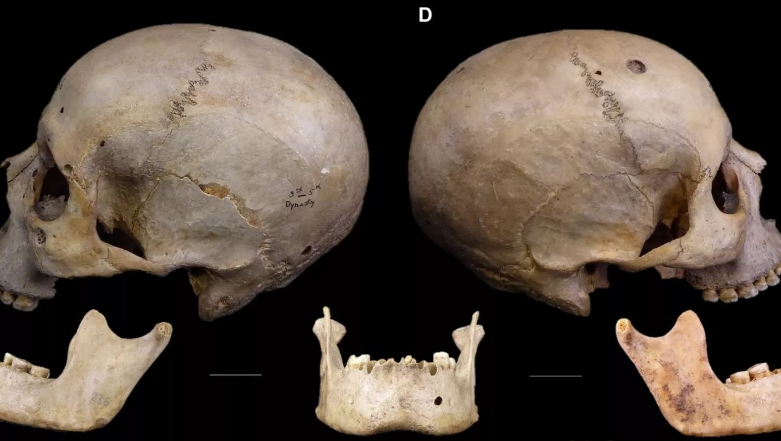 Các nhà khoa học nghiên cứu hai hộp sọ thời Ai Cập cổ đại. Ảnh: Tondini, Isidro, Camarós, 2024