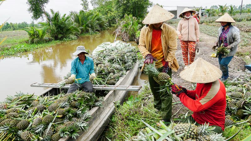 Nông dân miền Tây rộn ràng thu hoạch khóm. Ảnh: Phương Anh 