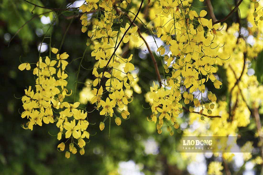 Hoa muồng hoàng yến có màu vàng tươi rực rỡ, cánh hoa mềm mại, mỏng manh. Khi nở rộ, hoa muồng hoàng yến thường nở thành từng chùm lớn.