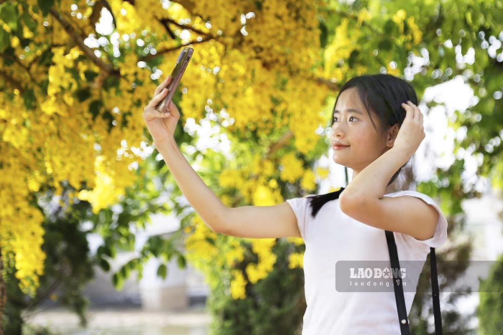 Những ngày cuối tháng 5, hai bên bờ sông Nậm Rốm, TP Điện Biên Phủ lại rực rỡ sắc vàng của hoa osaka. Ảnh: Quang Đạt