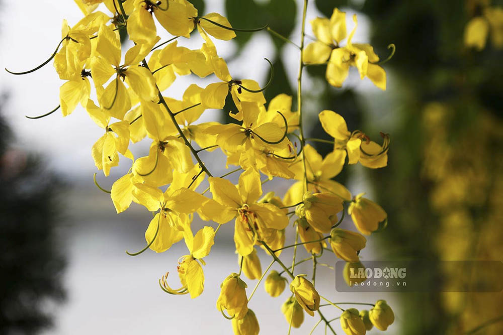 Những chùm hoa lớn rủ xuống dài 20–40cm. Cánh hoa vàng rực, dưới ánh nắng của ngày hè càng tô đậm thêm nét đẹp của dòng sông Nậm Rốm huyền thoại.