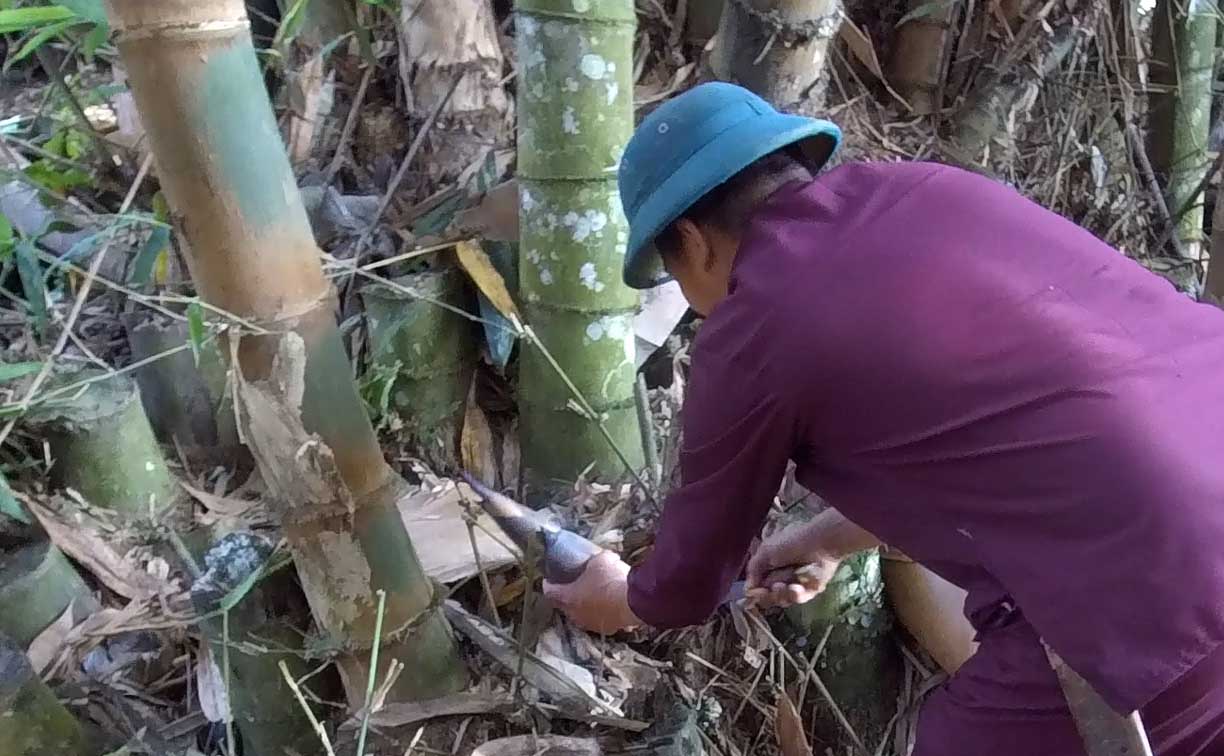 Măng tươi được hái từ rừng về. Ảnh: Minh Nguyễn