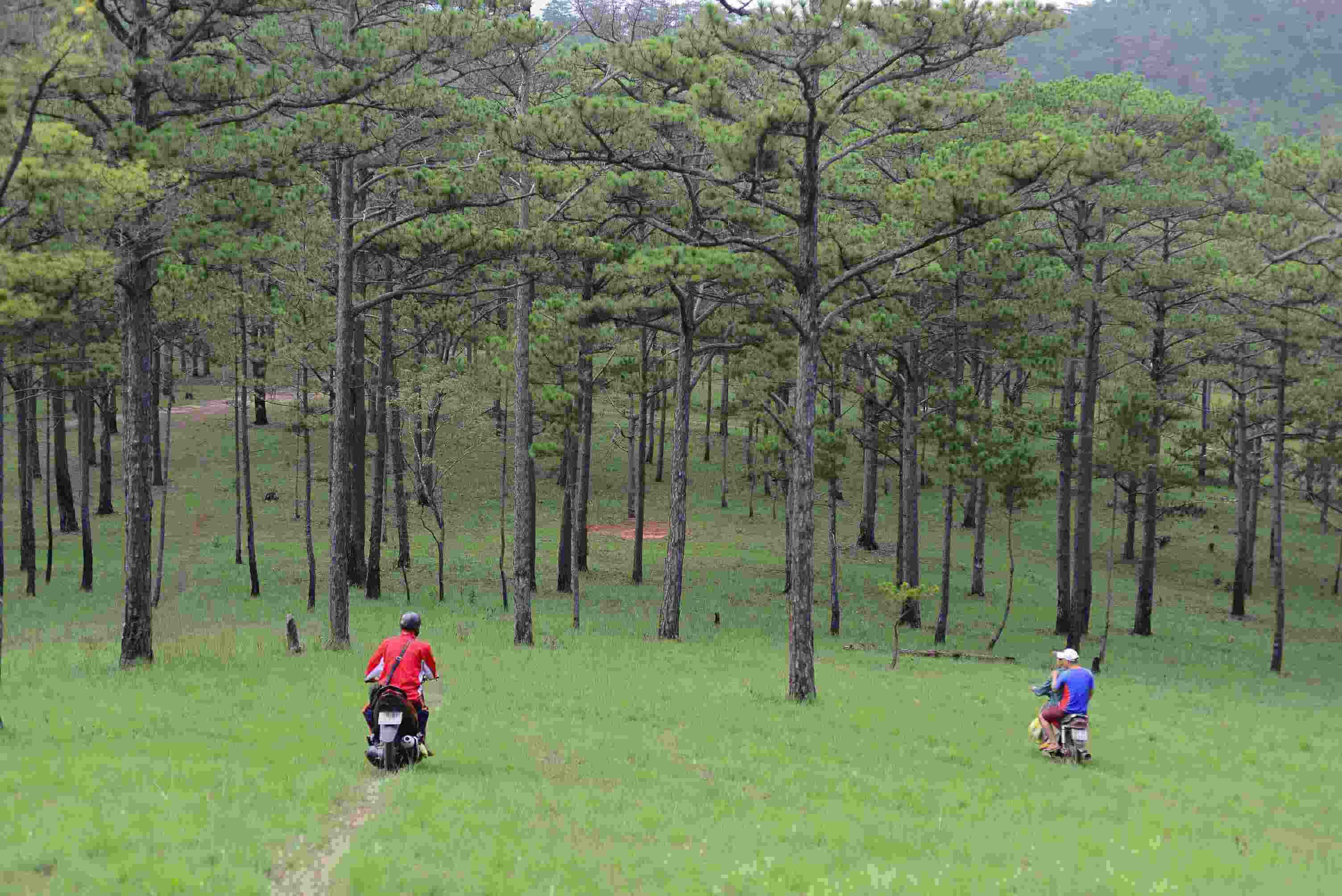 Từ khoảng tháng 5 đến tháng 10 hằng năm, khi Đà Lạt bước vào mùa mưa, các cánh rừng thông lại nhộn nhịp bước chân của người dân và du khách lên rừng săn nấm.