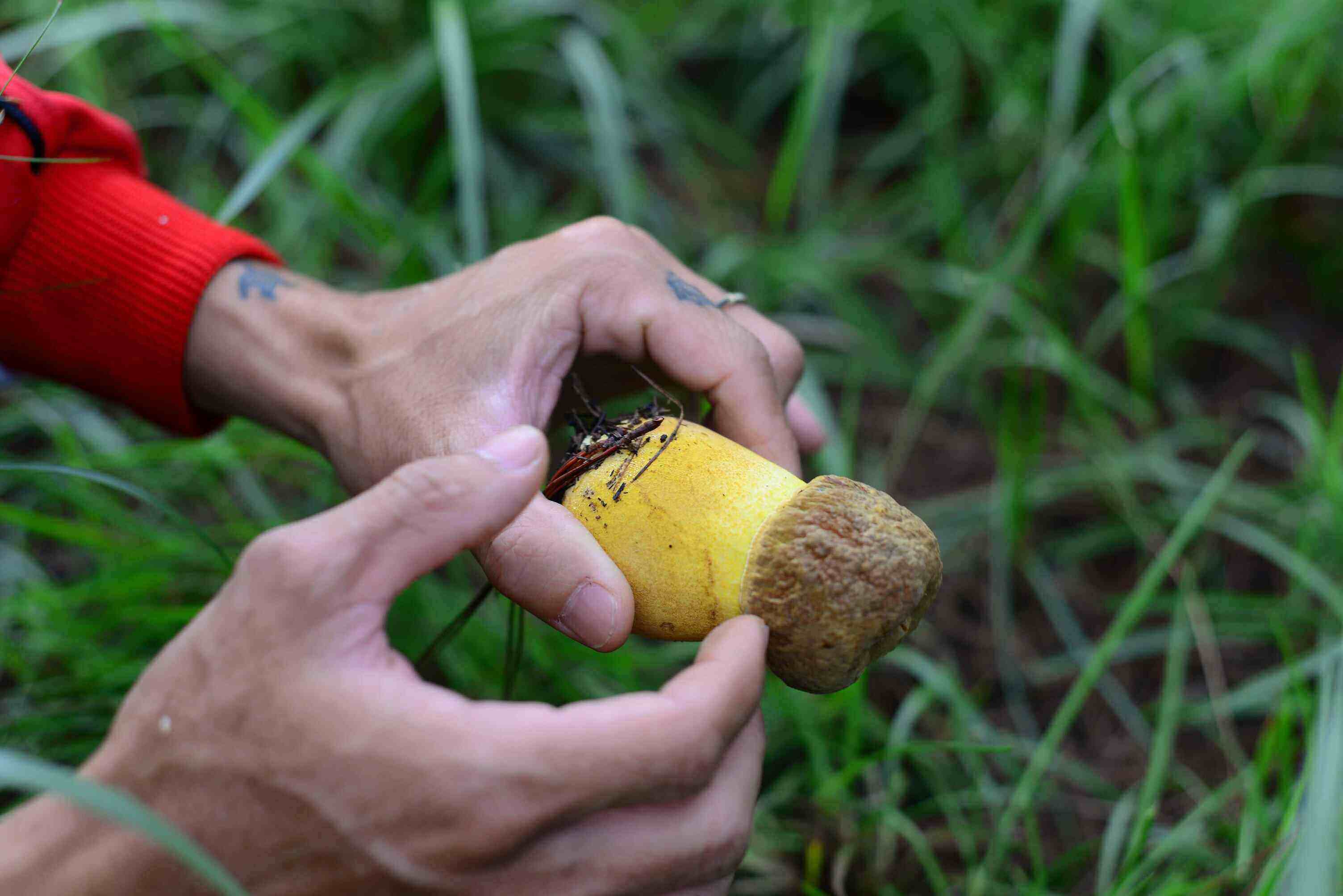 Người dân cũng chỉ hái những cây nấm vừa và lớn, chừa lại nấm mới và nấm nhỏ để cho những đợt thu hoạch tiếp theo. Ảnh: Minh Hậu