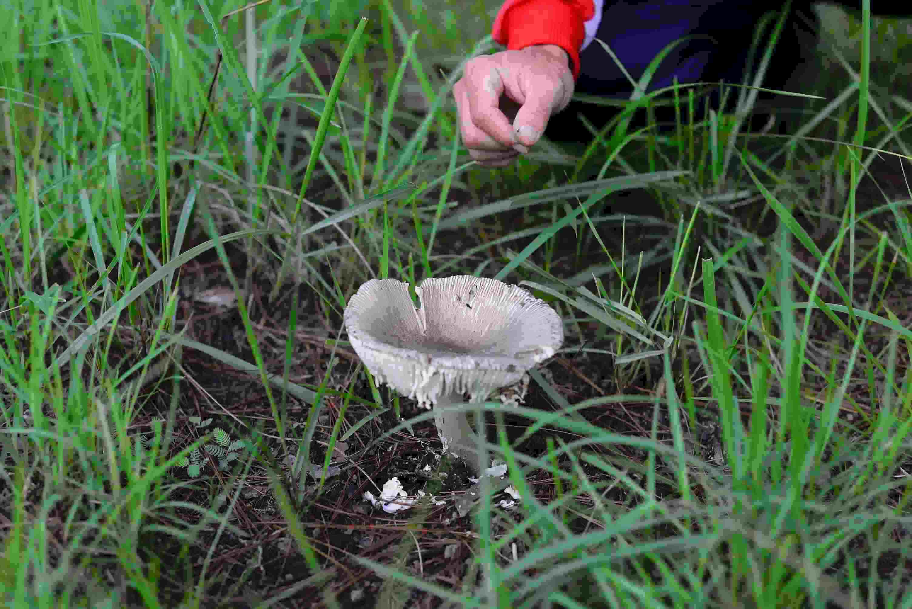 Nếu không thực sự am hiểu về nấm, không thường xuyên đi rừng thì cần có một người địa phương có kinh nghiệm lâu năm về nấm đi cùng.