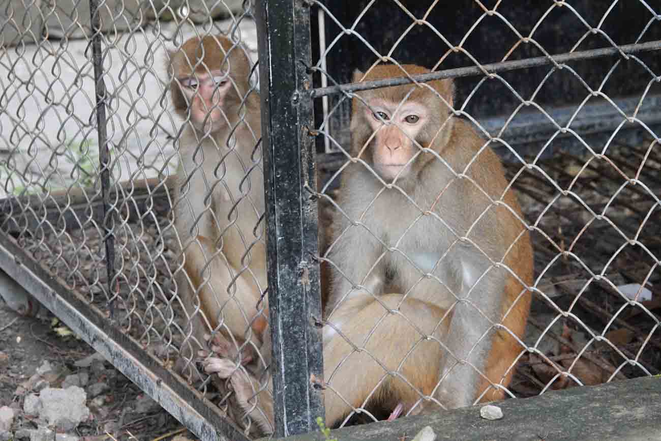 Những con khỉ sau vài tháng chăm sóc, nuôi nhốt sắp được tái thả về tự nhiên. Ảnh: Hải Yến.