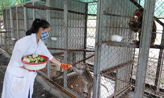 Chị Hồng đang chăm sóc, cho đàn khỉ ăn nuôi nhốt tại VQG Vũ Quang ăn. Ảnh: Hải Yến