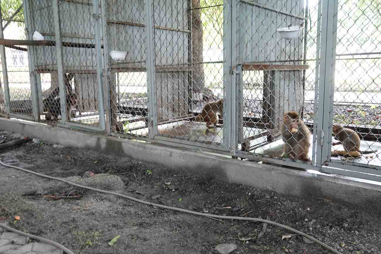 Đàn khỉ hàng chục con được chăm sóc, nuôi nhốt tại VQG Vũ Quang trước khi thả về tự nhiên. Ảnh: Hải Yến.