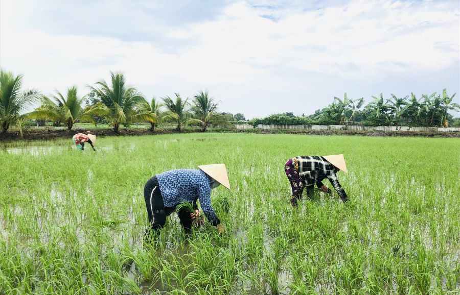Nông dân tìm thuê đất ruộng, tăng diện tích gieo trồng khi giá lúa đang ở mức cao. Ảnh: Bích Ngọc