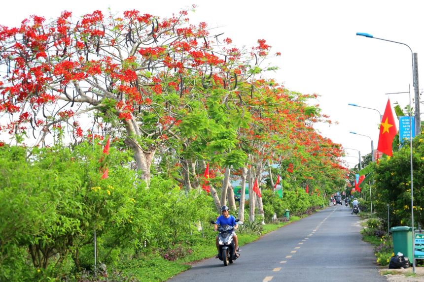 Dọc theo các tuyến phố, hoặc trong khuôn viên các trường học, công viên, những tán cây phượng cao vút, xòe rộng che mát cả một góc sân, ven đường, phủ đầy những chùm hoa phượng đỏ thắm.