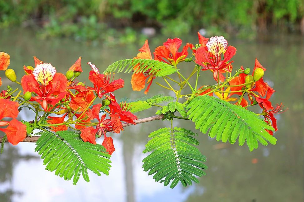 Mùa hạ về, khắp nơi trên dải đất hình chữ S lại được tô điểm bởi sắc đỏ rực rỡ của những hàng phượng vĩ. Chỉ đơn giản là loài hoa khoe sắc nhưng cũng đủ mang đến những cảm xúc khó tả về tuổi học trò, kỉ niệm thanh xuân tươi đẹp của mỗi người.