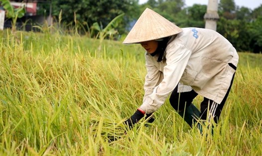 Trận mưa lớn khiến nhiều diện tích lúa ở Quảng Bình bị ngã đổ. Ảnh: Công Sáng